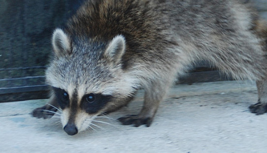 Raccoon Removal in Westfield